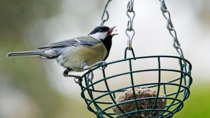 Bild: Oliver Berg
Der Nabu ruft dazu auf, von morgen bis Sonntag, eine Stunde lang die Vögel im Garten oder Park zu zählen. Foto: Oliver Berg/dpa