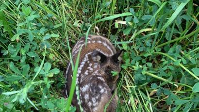 Archivbild: Rehkitzrettung Amberg-sulzbach/exb
Rehkitz im hohen Gras