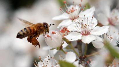 Bild: Wolfgang Kumm/dpa
Eine Honigbiene fliegt mit prallen "Höschen" voller Pollen die Blüten eines Mirabellenbaumes an. Imkervereinsvorsitzender Klaus Schmidt aus Erbendorf sorgt sich um die Bienenvölker. Durch die kalte Witterung und Temperaturschwankungen hinke die Entwicklung der Insekten hinterher.