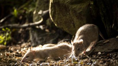 Bild: Danny Lawson/dpa
Ratten könnten unter einem Weidener gelitten haben.