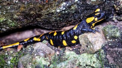 Bild: Markus Raum
Feuersalamander lieben feuchte Laub- und Mischwälder, Nadelwälder meiden sie.