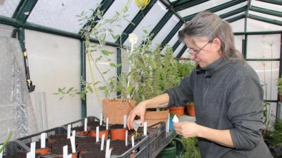 Bild: ads
Wenn der Kräutergarten langsam aus seinem Winterschlaf erwacht, ist Gärtnermeisterin Tanja Götz schon im warmen Gewächshaus aktiv und zieht Pflanzen vor, die die ganze Kräutergartensaison das botaniche Kleinod bereichern. Vorrang hat heuer Paprika, Peperoni und Chili, von denen sie Samen von rund 30 exotische Sorten dieser Tage gesteckt hat.