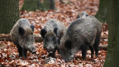 Symbolbild: Oliver Berg/dpa
Wildschweine wühlen gern im Erdreich und graben auf der Suche nach Hirschtrüffeln auch tiefer.