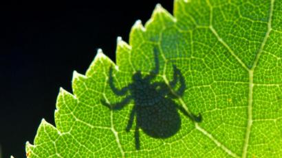 Symbolbild: Patrick Pleul/dpa
Im Gegenlicht ist der Schatten einer Zecke auf einem Blatt zu sehen.