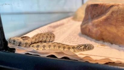 Bild: Tierheim Berlin/dpa
Das Tierheim Berlin päppelt gerade eine Schlange auf, die in einer Brokkoliverpackung von Spanien nach Deutschland gekommen ist.