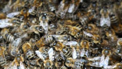 Bild: Huber
Im westlichen Landkreis Schwandorf wurde die Bienenkrankheit erfolgreich bekämpft. Das Landratsamt hat die Sperrbezirke aufgehoben.