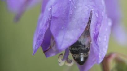 Symbolbild: Sebastian Gollnow/dpa
Eine Biene ist bei Regenwetter in einer Blüte verborgen.