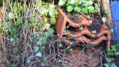 Bild: Wolfgang Benkhardt
In einer Gartenecke vergessene und von Efeu überwucherte Dachziegel: ein Kleinbiotop.