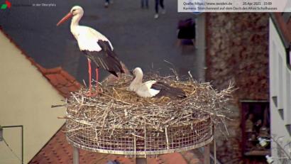 Bild: Webcam Stadt Weiden
Ein Storch wacht, der andere brütet was aus: Das ist aktuell die Lage im Horst auf dem Alten Schulhaus.