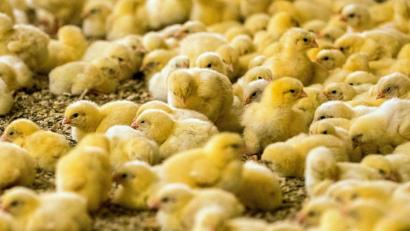 Symbolbild: Jens Büttner/dpa
Rund 45 Millionen männliche Küken werden jedes Jahr getötet, weil sie sich nicht für die Mast eignen.