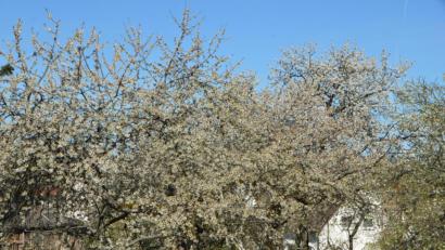 Symbolbild: dob
Dieser Kirschbaum ist schon um einiges älter, aber ein Unbekannter hat in Tirschenreuth ein jüngeres Exemplar eines Kirschbaums gefällt.