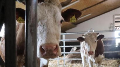 Symbolbild: vlu
Mehr Freiheit für Bayerns Kühe: Der Freistaat will aus der ganzjährigen Anbindehaltung aussteigen.