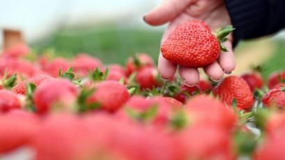 Bild: Uli Deck/dpa
Auf einem Erdbeerhof werden frisch geerntete Erdbeeren gezeigt.