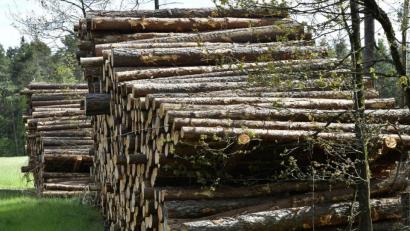 Symbolbild: Petra Hartl
Die Holzernte im Auerbacher Bürgerwald fällt 2021 sehr stark aus.