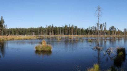 Archivbild: tr
Große Teile des mehr als 3000 Hektar umfassenden Bundesnaturschutz-Großprojektes Waldnaabaue gehören zum europäischen FFH-Schutzgebiet.