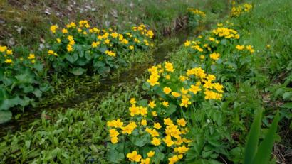 Bild: do
Etwas versteckt im sumpfigen Gelände erfreuen die Sumpfdotterblumen die Naturfreunde