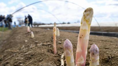 Symbolbild: Martin Schutt/dpa
Spargelstangen stehen auf einem Feld.