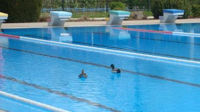 Bild: wmr
Ein Entenpaar hat kürzlich einige Runden im Schwimmerbecken des Mitterteicher Freibads gedreht.