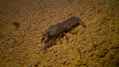 Bild: Manuel Lukas/exb 
Immer wieder stoßen Taucher im Murner See auf Exemplare des Marmorkrebses. Durch seine sehr kleinen Scheren und die Musterung seines Panzers ist er leicht zu identifizieren.