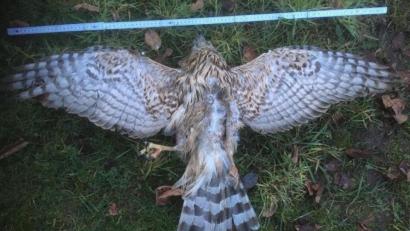 Bild: Herbert Ippisch/exb
Ein Habicht und ein Mäusebussard wurden tot in einem Waldstück bei Schwarzhofen entdeckt. Ein toxikologisches Gutachten bestätigt: Sie wurden mit Carbofuran vergiftet.