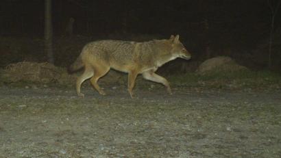 Archivbild: Nationalpark Bayerischer Wald
Ein Goldschakal streift nachts durch einen Wildpark.