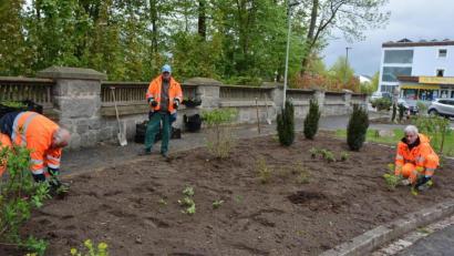 Bild: jr
Ein vierköpfiges Team unter der Leitung von Stadtgärtner Willi Kilian (Mitte) führte im Umfeld der Ampelkreuzung auf der Färberbrücke eine größere Pflanzaktion durch.