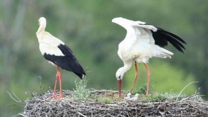 Bild: bey
Der Nachwuchs des Pleysteiner Storchenpaares ist Nest kaum zu entdecken. Drei Jungstörche hat Hubert G. Schmid bei seinen Beobachtungen entdeckt.