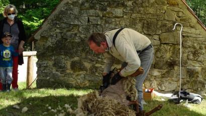 Bild: Houschka
"Tut das dem Tier weh?", haben Kinder den Fachmann gefragt. Der konnte beruhigen: Die durch ihn ihrer dicken Wolle entledigten Schafe ließen das Scheren grossteils sehr entspannt über sich ergehen und trabten danach fröhlich über die Weide.