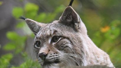 Symbolbild: Holger Hollemann/dpa
Ein Luchs in einem Gehege.
