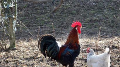 Symbolbild: Popp
Am Schwandorfer Amtsgericht werden die Gäste derzeit mit lautem Krähen empfangen.