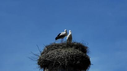 Bild: gz
Die beiden Jungvögel im Nest haben nicht überlebt, so dass die beiden Altvögel in zwei Monaten alleine in Richtung Süden fliegen werden.