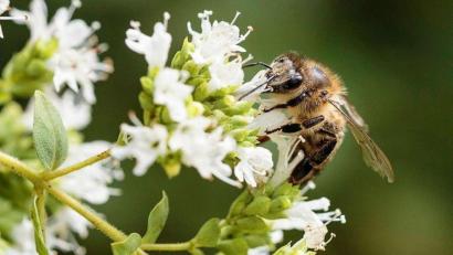 Symbolbild: Hösamer
Die Weidener Bienen haben seit Längerem mit der Amerikanischen Faulbrut, einer Seuche, zu kämpfen.