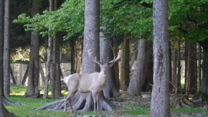 Bild: gis
Während sein Nachwuchs noch lieber bei der Mutter bleibt, zeigt sich Hirschvater Hubertus immer wieder mal den Wildpark-Besuchern.