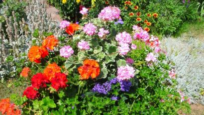 Bild: Viola Götz/exb
Über den Anblick blühender Pflanzen freuen sich Menschen - und Insekten auch.