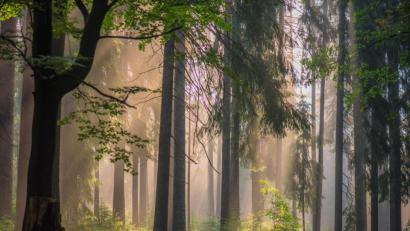 Bild: Siegfried Steinkohl
Der Naturpark Steinwald bietet vielen Tier- und Pflanzengesellschaften einen Lebensraum.