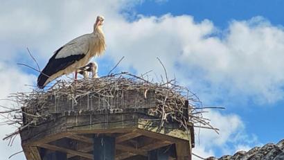 Bild: sei
Endlich sieht man die zwei Köpfe der jungen Störche aus dem Horst spitzen.