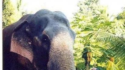 Bild: Archiv do
Mit Dickhäutern umzugehen ist für Pater Renny einfacher, als mit der Corona-Pandemie fertig zu werden.