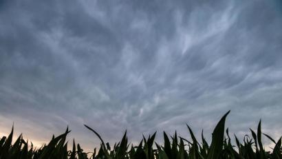 Bild: Lino Mirgeler/dpa
Dunkle Unwetterwolken ziehen über ein Maisfeld hinweg.