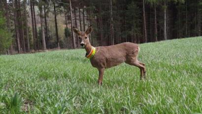 Bild: Simone Ostermeier
Dass es sich bei dem Reh unverkennbar um "Bambi" handelt, beweist das Halsband. Die Schwestern Julia und Simone Ostermeier hatten es ihrem Findelkind zur Sicherheit angelegt.