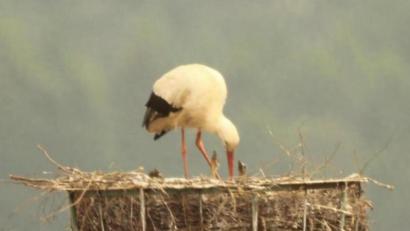 Bild: amö
Zwei Jungstörche recken ihr Hälse dem Altvogel entgegen. Links im Nest wartet noch ein weiteres Junges auf Futter.