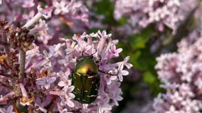 Bild: Alexander Unger
Der Große Rosenkäfer schillert grün, je nach Lichteinfall glänzt er golden.