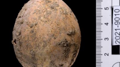 Bild: Dafna Gazit/Israel Antiquities Authority/dpa
Das rund 1000 Jahre alte Hühnerei, das israelische Archäologen nach eigenen Angaben südlich von Tel Aviv bei Ausgrabungsarbeiten in einer antiken Jauchegrube entdeckt haben.