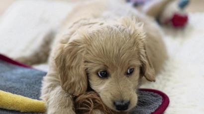 Bild: Stephan Schulz/dpa
Stören Kabel? Teppiche? Auch Schuhe müssen weg. Bevor ein junger Hund einzieht, sollte das Wohnreich auf Welpentauglichkeit getestet werden.