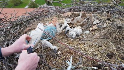 Bild: Arnold Kimmerl/exb
Mit der Schere durchtrennte Arnold Kimmerl die Schlinge am Hälschen. Dann wurde der Jungstorch mit dem Ast zu den Geschwistern geschoben.