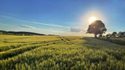 Bild: anm
Sommer, Sonne, Feld, Felder, Sonnenuntergang,