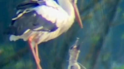 Bild: Elke Reinhart/exb
Drei junge Störche sind im Schwarzhofener Nest auszumachen.