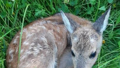 Bild: lei
Ein Rehkitz liegt im hohen Gras. Wenn der Bauer die Wiese mäht, droht Gefahr.