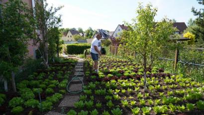 Bild: kaz
Auf über 100 Quadratmetern baut Andrea "Gino" Statile aus Kemnath in seinem Garten verschiedene Salatsorten an.