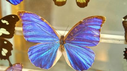 Bild: njn
Am Sonntag ist die Schmetterlingsausstellung im Heimatmuseum zu sehen.
