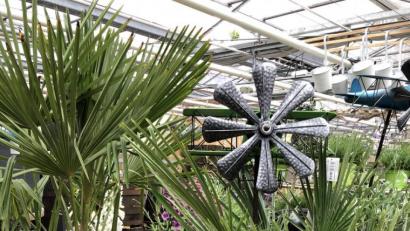 Bild: Reiner Steinhilber/exb
Links die Chinesische Hanfpalme, rechts eine Zwergpalme: Kunden fragen immer öfter nach Exoten, die dem Garten zumindest während des Sommers einen mediterranen Anstrich geben.